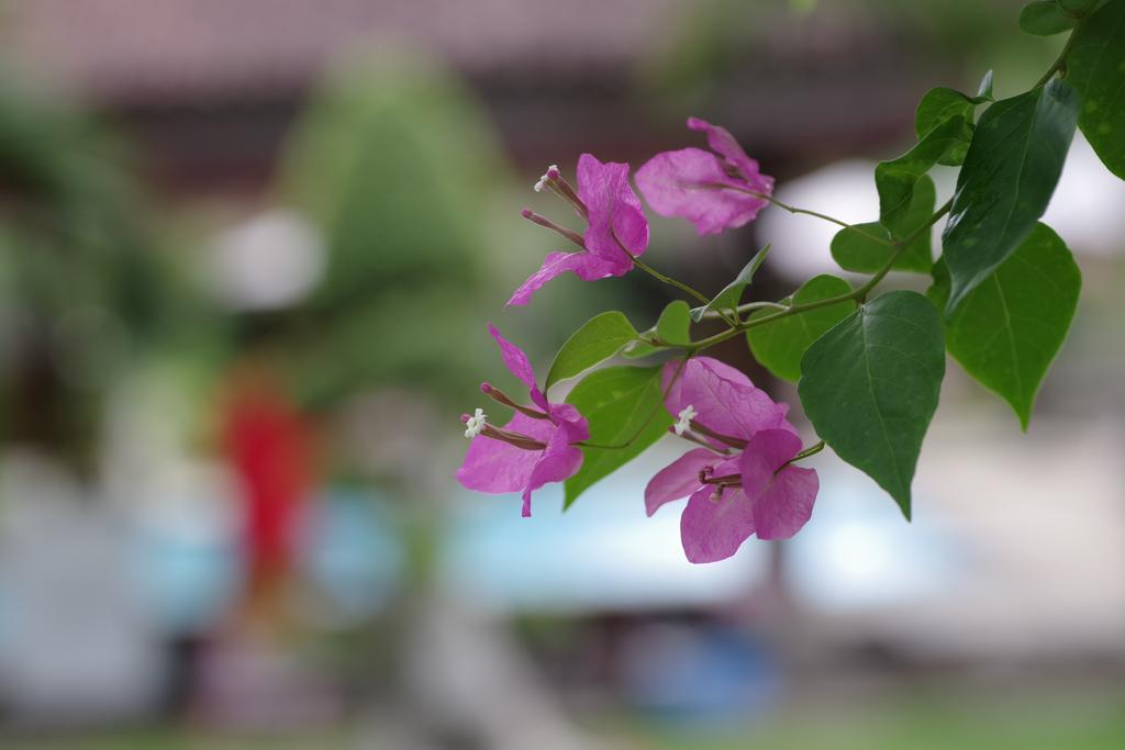 Tirta Sari Bungalow Otel Pemuteran Dış mekan fotoğraf